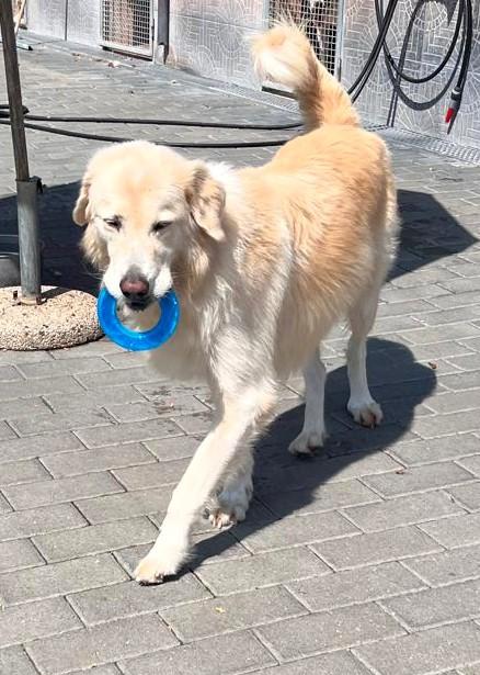 SALOMONE MAREMMANO Foto 2